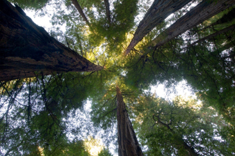Trees